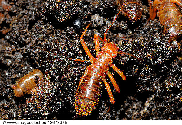 A Wingless Hairy Earwig Arixenia Esau On A Guano Pile In Deer Cave A