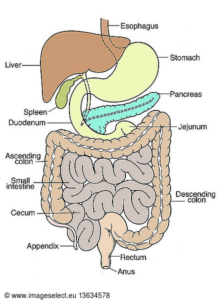 Anatomical Illustration Of The Abdomen Anatomical Illustration Of The