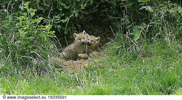 Arctic Wolf Canis Lupus Tundrarum Arctic Wolf Canis Lupus Tundrarum