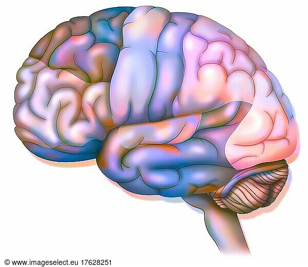 Areas Of The Brain Prefrontal Cortex Areas Of The Brain Prefrontal