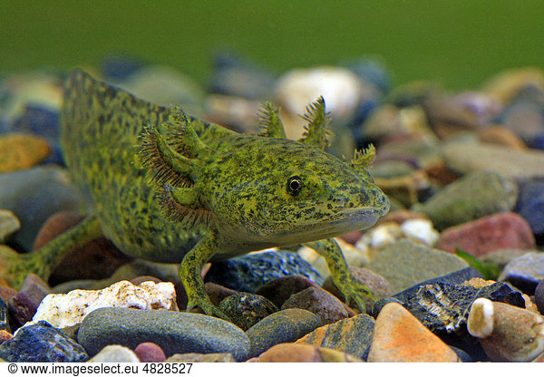 Axolotl Ambystoma Mexicanum Axolotl Ambystoma Mexicanum Ambystoma