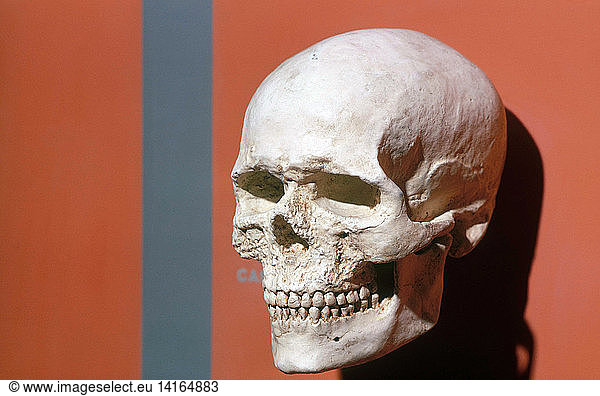 Cro Magnon Skull Cast Cro Magnon Skull Cast Ancestor Anthropological