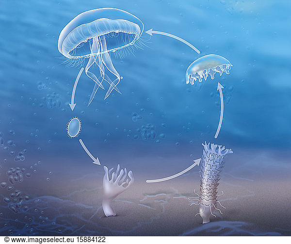 Didactic Illustration Showing The Stages Of The Life Cycle Of The