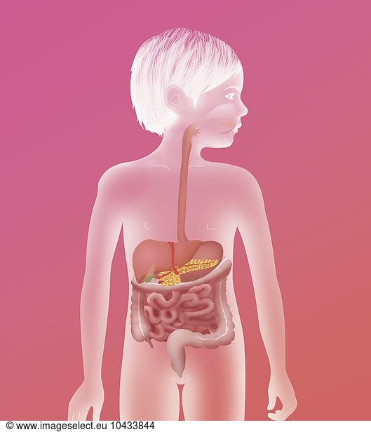 Digestive System Digestive System Illustration Anatomy Anatomical