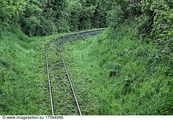 Eingleisige Bewachsene Bahnstrecke Bahntrasse Baum Bewaldet Bewuchs