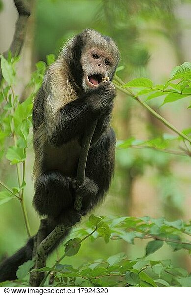 Golden Bellied Capuchin Cebus Xanthosternos Golden Bellied Capuchin