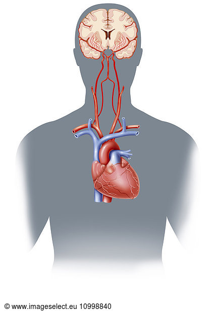 Illustration Of Cerebral Vascularisation Highlighting The Circle Of