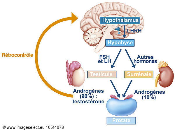 Illustration Of Male Hormone Control Illustration Of Male Hormone