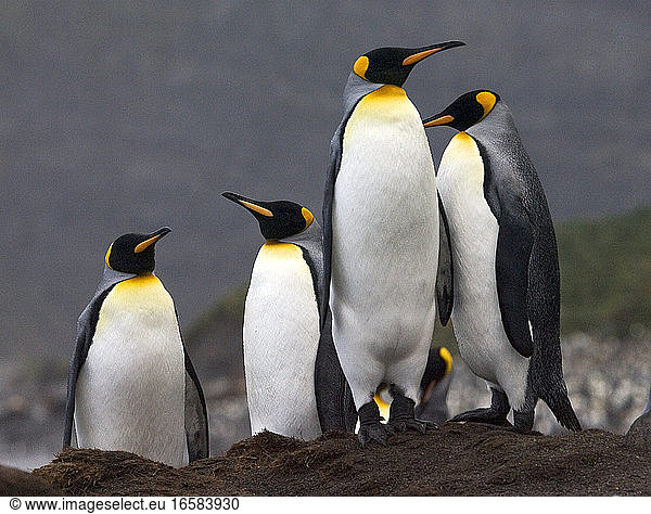 King Penguin group standing in the colony Koningspinguïn groep staand