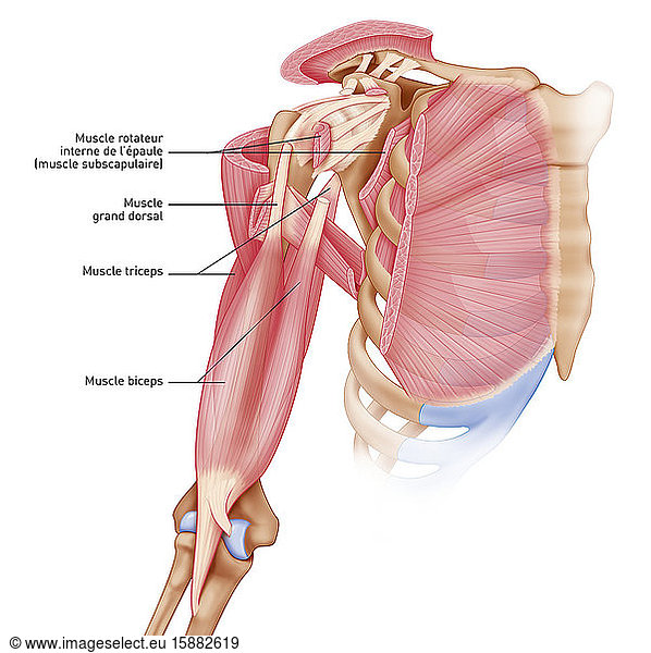 Medical Illustration Representing The Muscles Of The Shoulder Medical