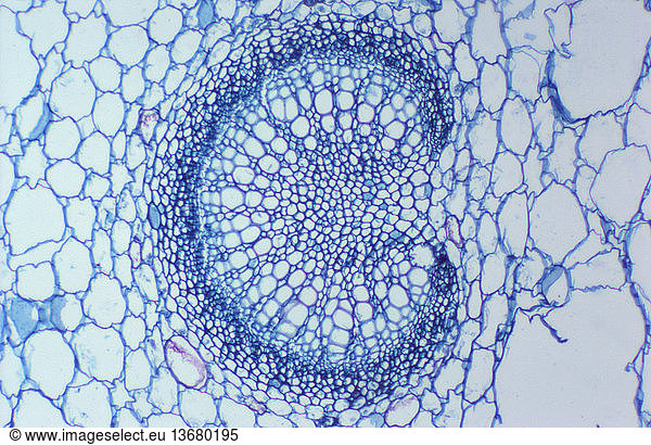 Micrograph Of The Cross Section Of The Petiole Of A Violet The Petiole