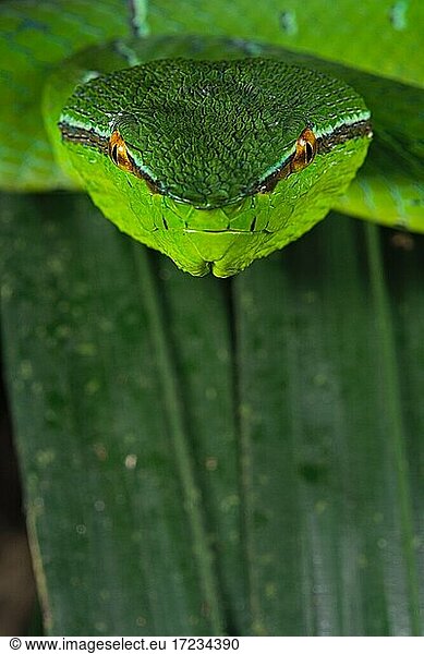 North Philippine Temple Pit Viper Tropidolaemus Subannulatus North