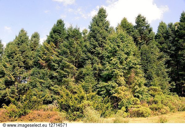 Oyamel Or Sacred Fir Abies Religiosa Is A Coniferous Tree Native To