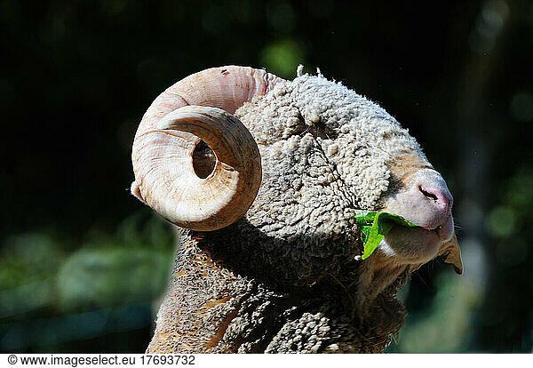 Portrait Of Rambouillet Merino Sheep Bergerie De Rambouillet Portrait