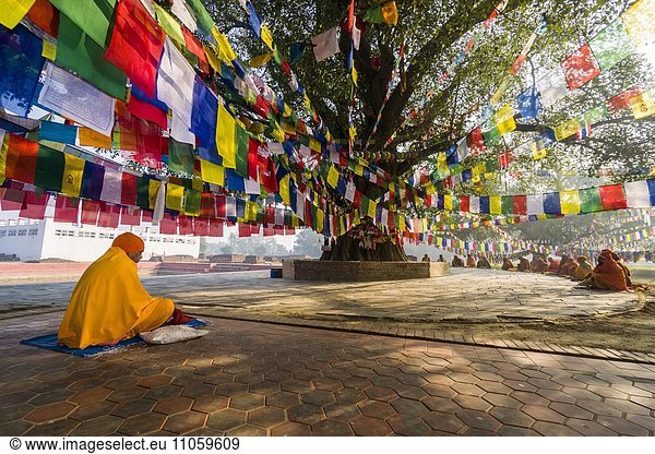 Sadhus Sadhus Holy Men Sitting Around The Bodhi Tree Next To The