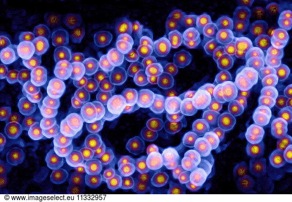 Streptococcus Streptococcus Pyogenes Image Taken From A Microscope