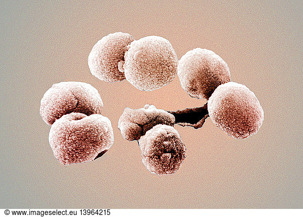 Streptococcus Pneumoniae Bacteria Streptococcus Pneumoniae Bacteria