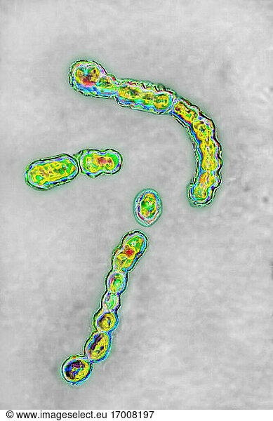 Streptococcus Pyogenes Bacteria Streptococcus Pyogenes Bacteria