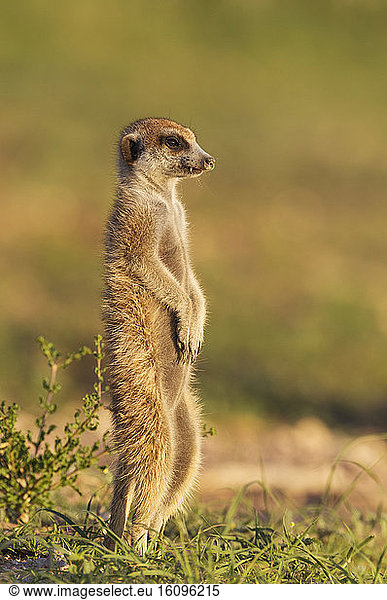 Suricate Suricata Suricatta Also Called Meerkat Guard On The