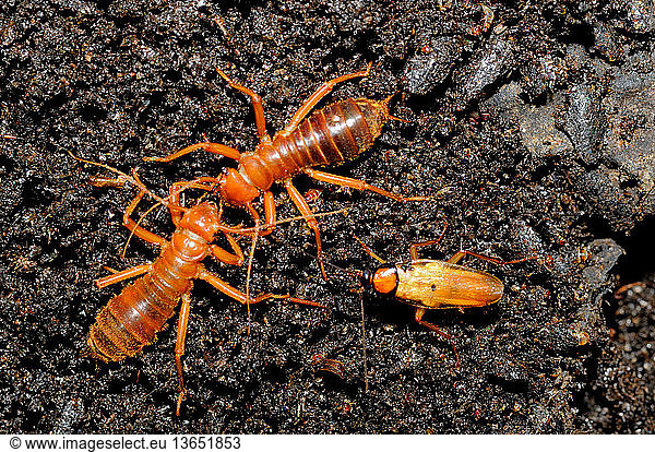 Wingless Hairy Earwigs Arixenia Esau And A Golden Cockroach Symploce