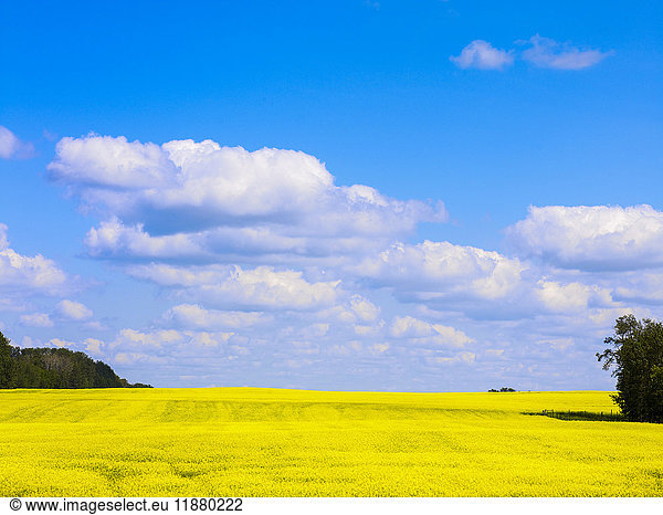 'A bright yellow field of canola under a blue sky with cloud; Alberta  Canada'