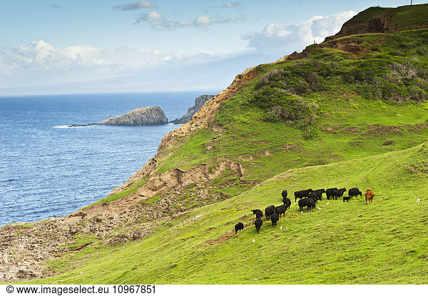 'A herd of cattle graze along the northwestern coast of Maui; Maui  Hawaii  United States of America'