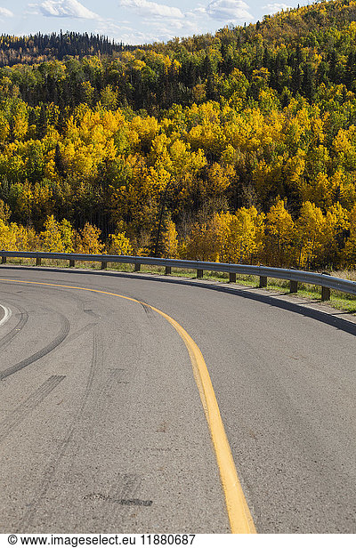 'A hillside covered with a forest in autumn coloured foliage beside a curve in the road; Alberta  Canada'