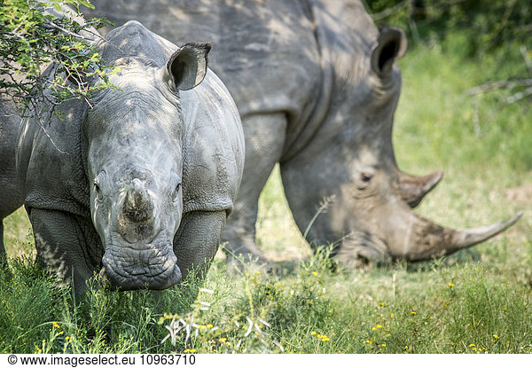'A pair of rhinoceros (Rhinocerotidae) on the Dinokeng Game Reserve; South Africa'