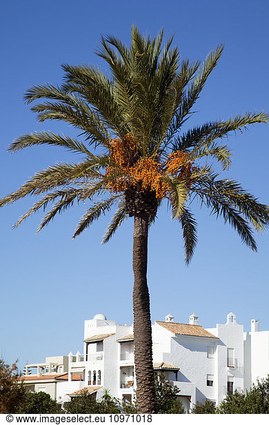 'A palm tree against a blue sky with whitewash buildings  near Chiclana de la Frontera; Andalusia  Spain'