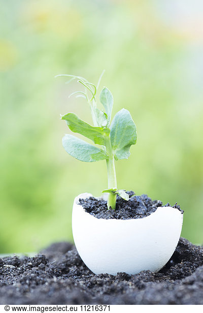 'A pea sprout growing in dirt in broken egg shell with a green blurred background; New Westminster  British Columbia  Canada'