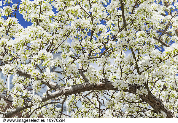 'A profusion of white blossoms cover the branches of a crab apple (Malus) tree in spring; Alberta  Canada'