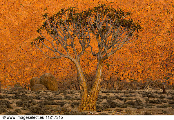 'A Quiver tree  or Kokerboom  (Aloe Dichotoma) in Richtersveld National Park; South Africa'