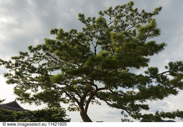 'A tree leaning to the right and trunk growing to the left against a cloudy sky; Seoul  South Korea'