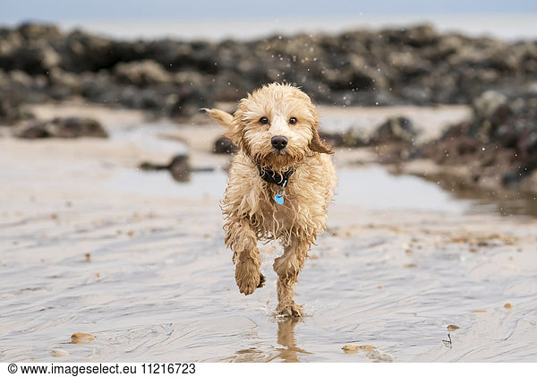 'A wet cockapoo runs through the water on a beach; South Shields Tyne and Wear England'