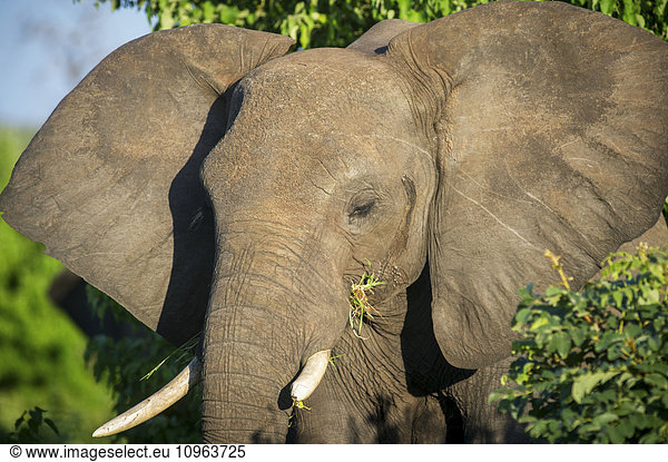 'African Elephant (Loxodonta)  Chobe National Park; Kasane  Botswana'