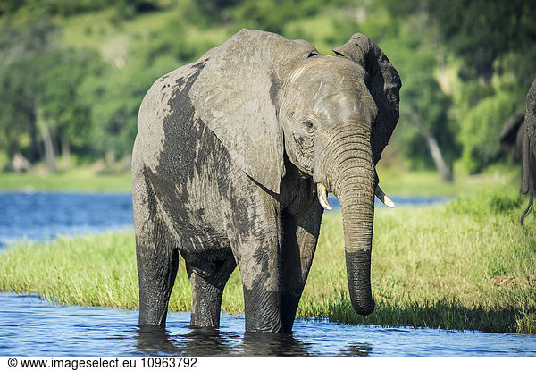 'African Elephant (Loxodonta)  Chobe National Park; Kasane  Botswana'