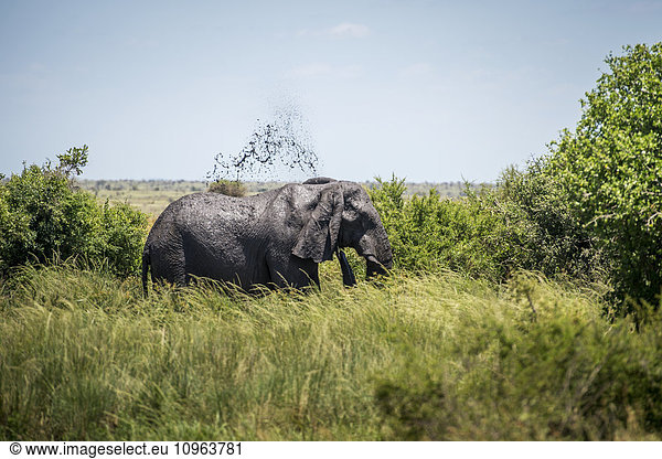 'African Elephant (Loxodonta)  Kruger National Park; South Africa'