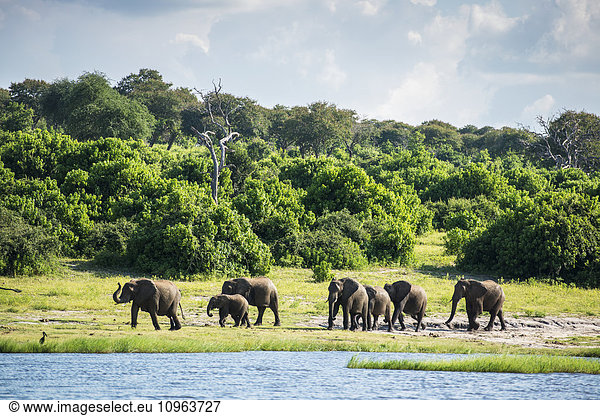'African Elephants (Loxodonta)  Chobe National Park; Kasane  Botswana'