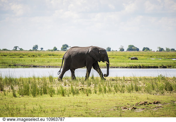 'African Elephants (Loxodonta)  Chobe National Park; Kasane  Botswana'