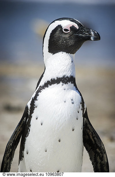 'African Penguin (Spheniscidae) by the water; Betty's Bay South Africa'