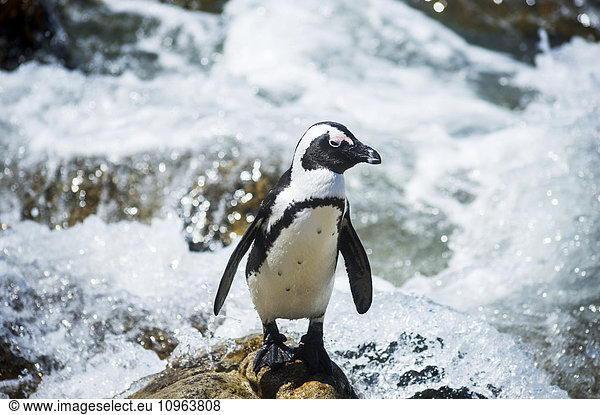 'African Penguin (Spheniscidae) by the water; Betty's Bay  South Africa'