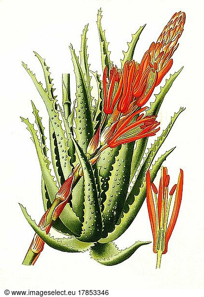 (Aloe Arborescens)  Tree Aloe  krantz aloe  candelabra aloe  Blüte  Pflanze  Historisch  digital restaurierte Reproduktion einer Vorlage aus dem 19. Jahrhundert