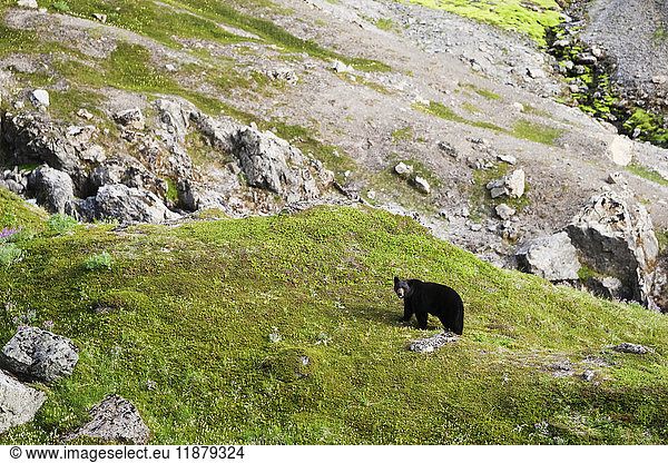 'American black bear (Ursus americanus) standing on grass on a mountainside; Alaska  United States of America'