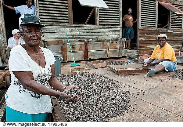  Arbeiter trocknen Kakaobohnen auf Kakao-Plantage  Grenada  Mittelamerika