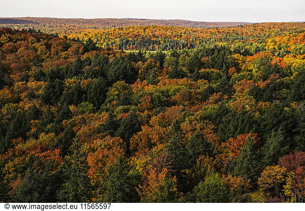 'Autumn colours in Algonquin Park; Ontario  Canada'