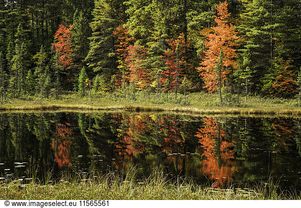 'Autumn colours reflected in a pond in the forests of Algonquin Park; Ontario  Canada'