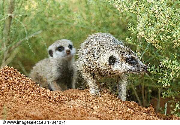 2 Baby Meerkats (Suricata suricatta) come out of their burrow. Kalahari  Transfrontier National Park  South Africa  Africa