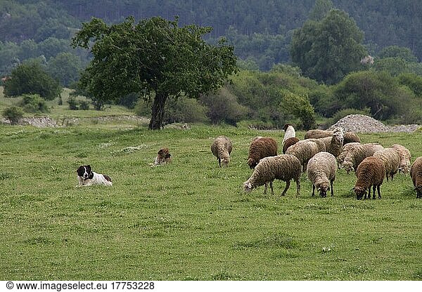 3 Balkan-Karakachan-Schäferhunde wachen über Schafe  Bulgarien  Europa
