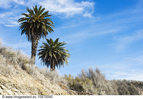 'Beach cliffs with palm trees  near Santa Barbara; California  United States of America '