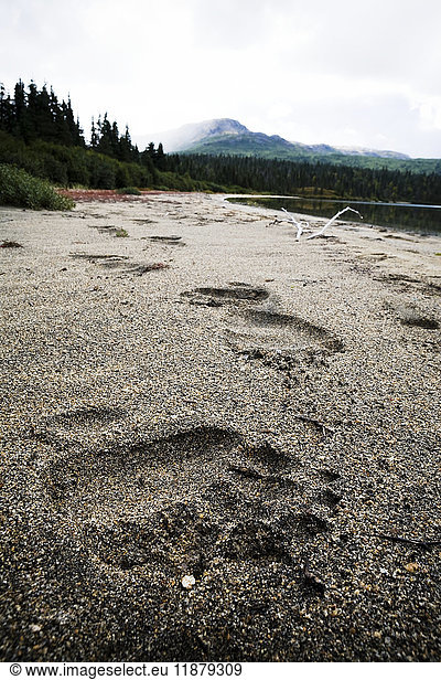 'Bear paw prints in the sand on the beach of Iliamna Lake; Alaska  United States of America'